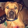 Pumba