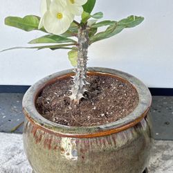 White Crow Of Thorns/corona De Cristo Blanca