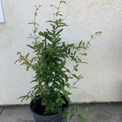 Pomegranate Plant Lá»±u