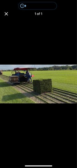 Palmetto | Floratam | Sod