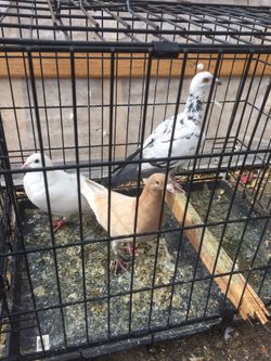 Racing Pigeons