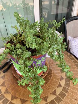 Succulent Plant in Nursery Elephant food