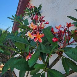 Plumeria Branches