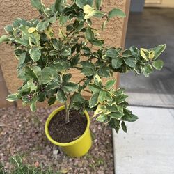 Variegated Pink Lemon with flowers