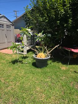 White plumeria Plant with solar lights and pineapple.