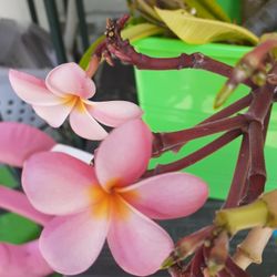 Colorful Fragrant Plumeria Cutting With Flowers In Tact Ready To Plant
