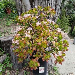 Large potted succulent