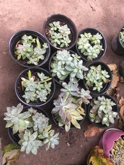 Succulents
