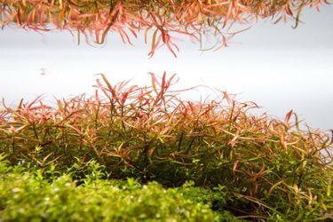 Ludwigia Needle Leaf