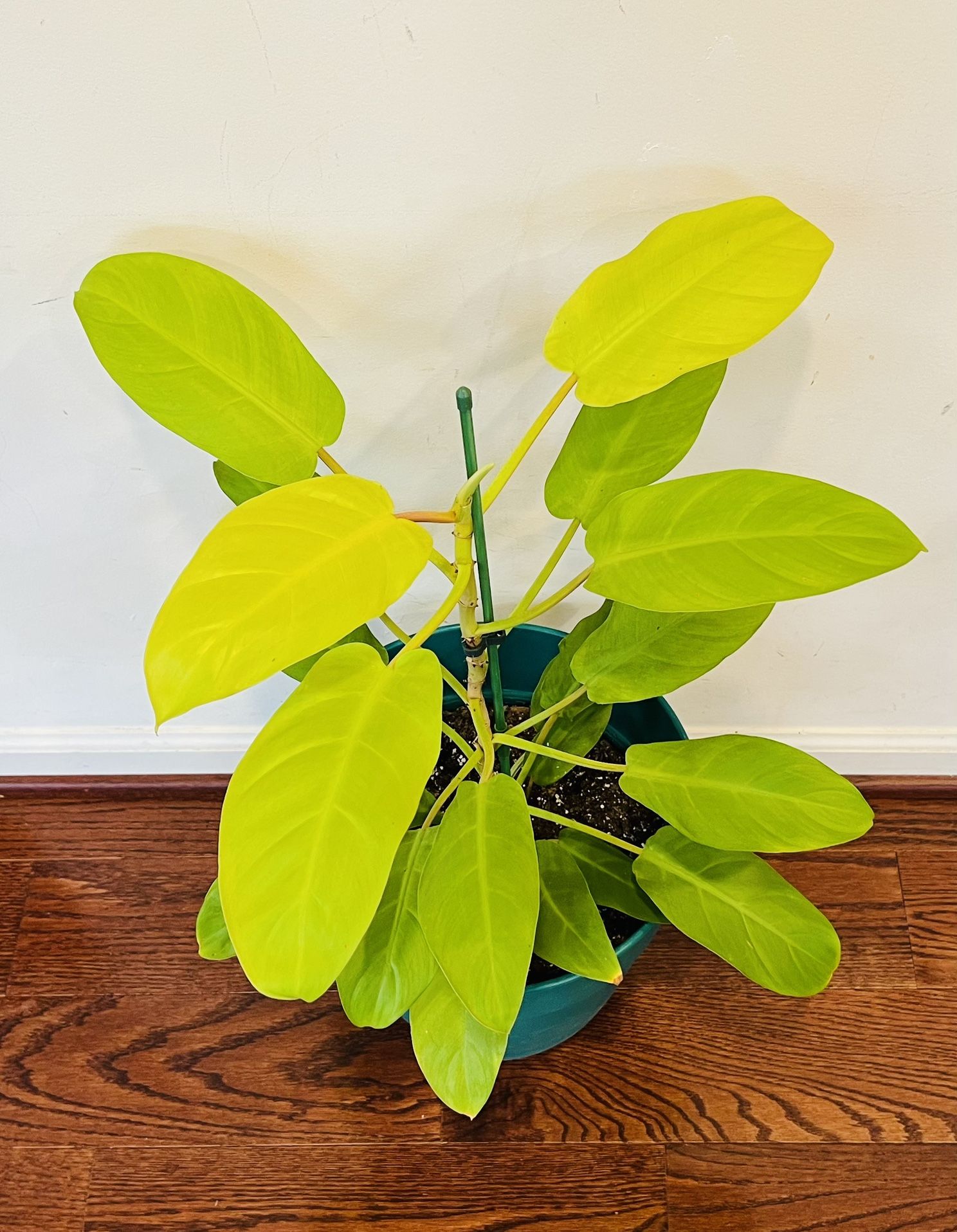 Indoor plant - Green Goddess Philodendron in 12in wide plastic pot with drainage