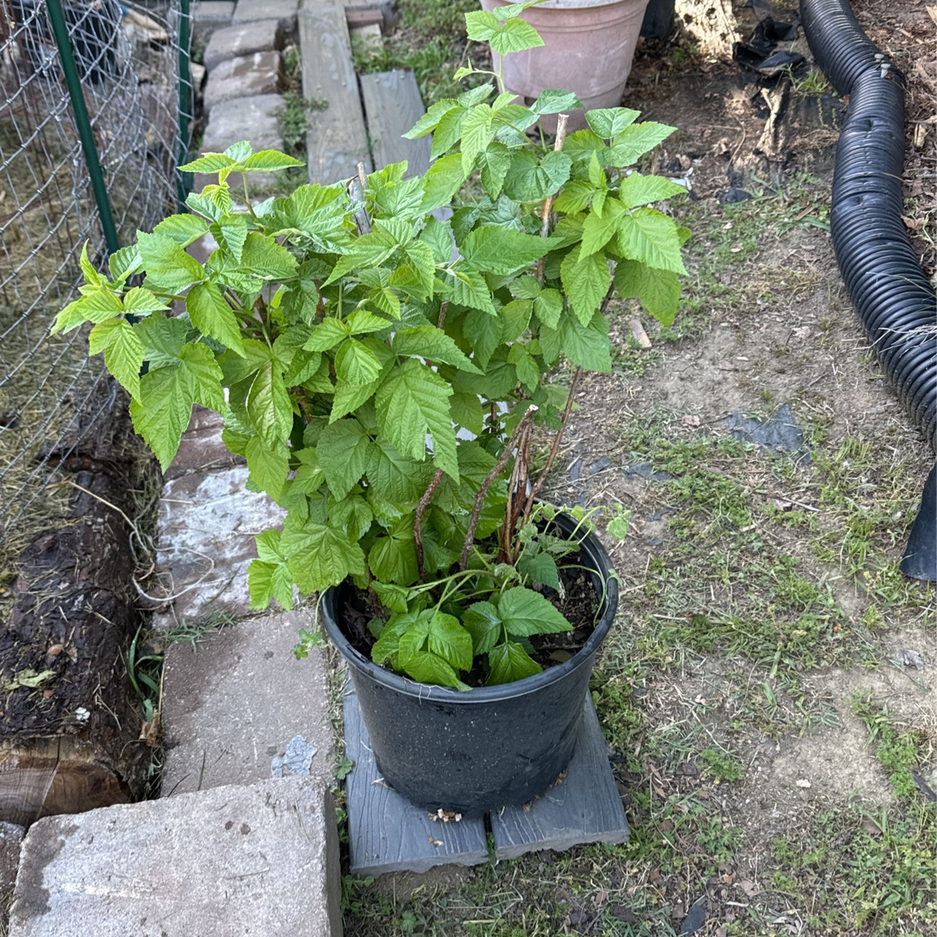 Raspberry Plant