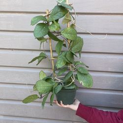 6” Big Hoya Fungii