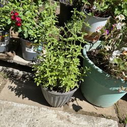 Malva Flowers, Oregano, Succulent Buy One Get A Small Plant Free Small-large Plants
