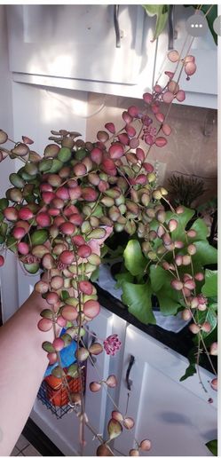4” Hoya panchoi ( first pic is example )