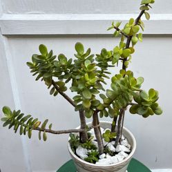 Crassula Ovata And A Elephant Bush In The Same Succulent Plant In A Ceramic Pot 