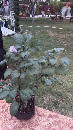 Planta trompeta métel 3.5 ft