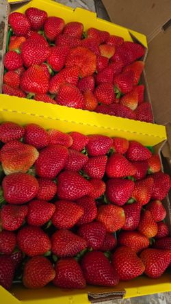 Fresas recién cortadas/ Fresh Strawberry’s