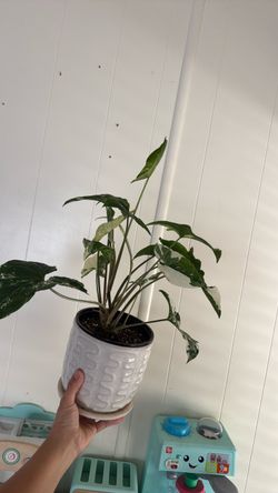syngonium albo