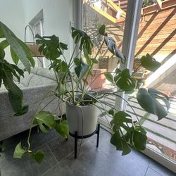Indoor Plant Bundle — Moving Sale