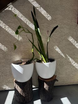 Planta