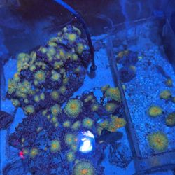 Sunset Ricordea Yuma Aquarium Decoration 