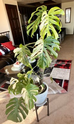Monstera Albo, Variegated Monstera