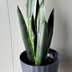 Potted “Whitney” Snake Plant  