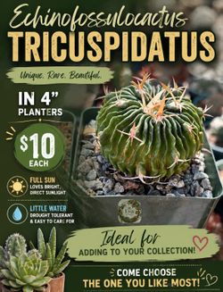 Echinofossulocactus tricuspidatus 🌵