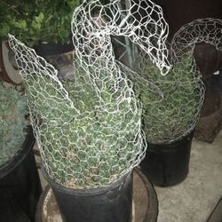 Awesome Gifts! Topiaries MANY Designs! Bear •Heart •Mickie & Minnie Mouse • Hello Kitty • Unicorn •Dog • Cat • Horse • Chicken • Dolphin • AND MORE!