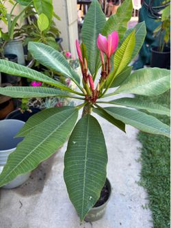 Plumeria plant