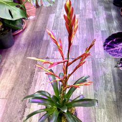 Bromeliad Tropical Plant In Ceramic Pot With Moss