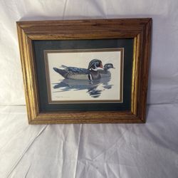 Red Eye Duck Birds