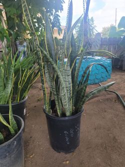 snake plant