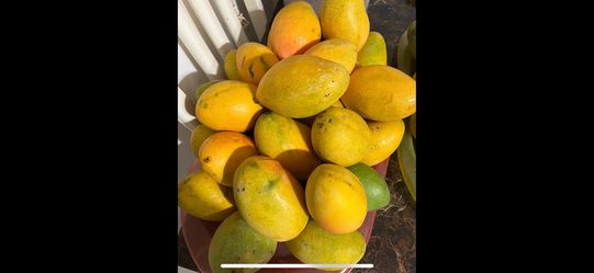 🥭 MANGOES  FOR SALES