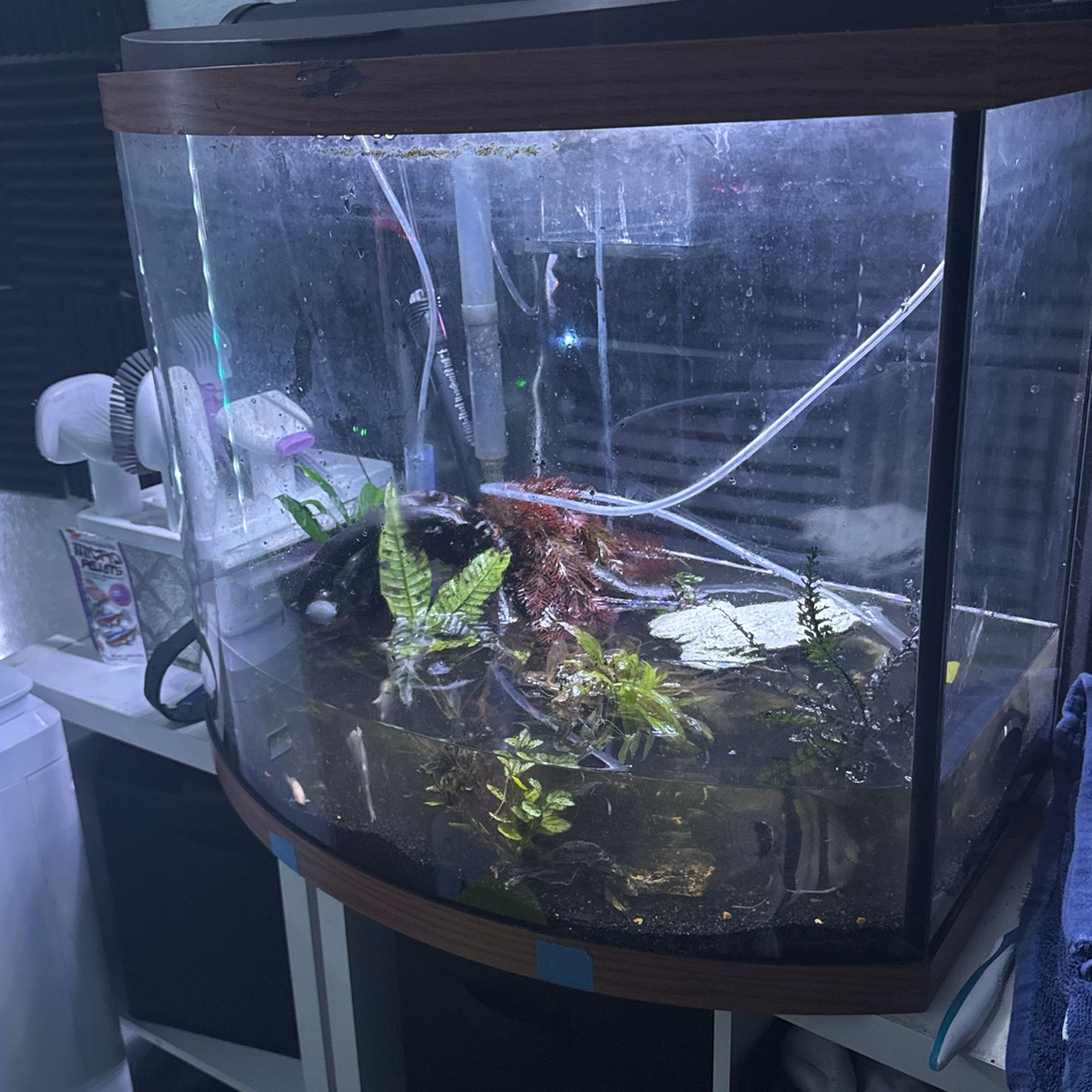 Fish Tank