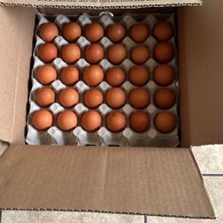 Huevo Orgánico Rojo 