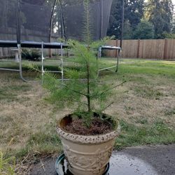 Douglas Fir Tree 