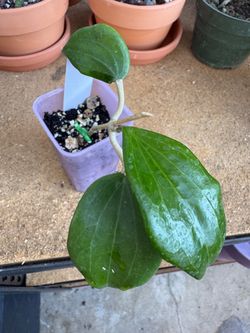 Hoya Quinquenervia starter plant