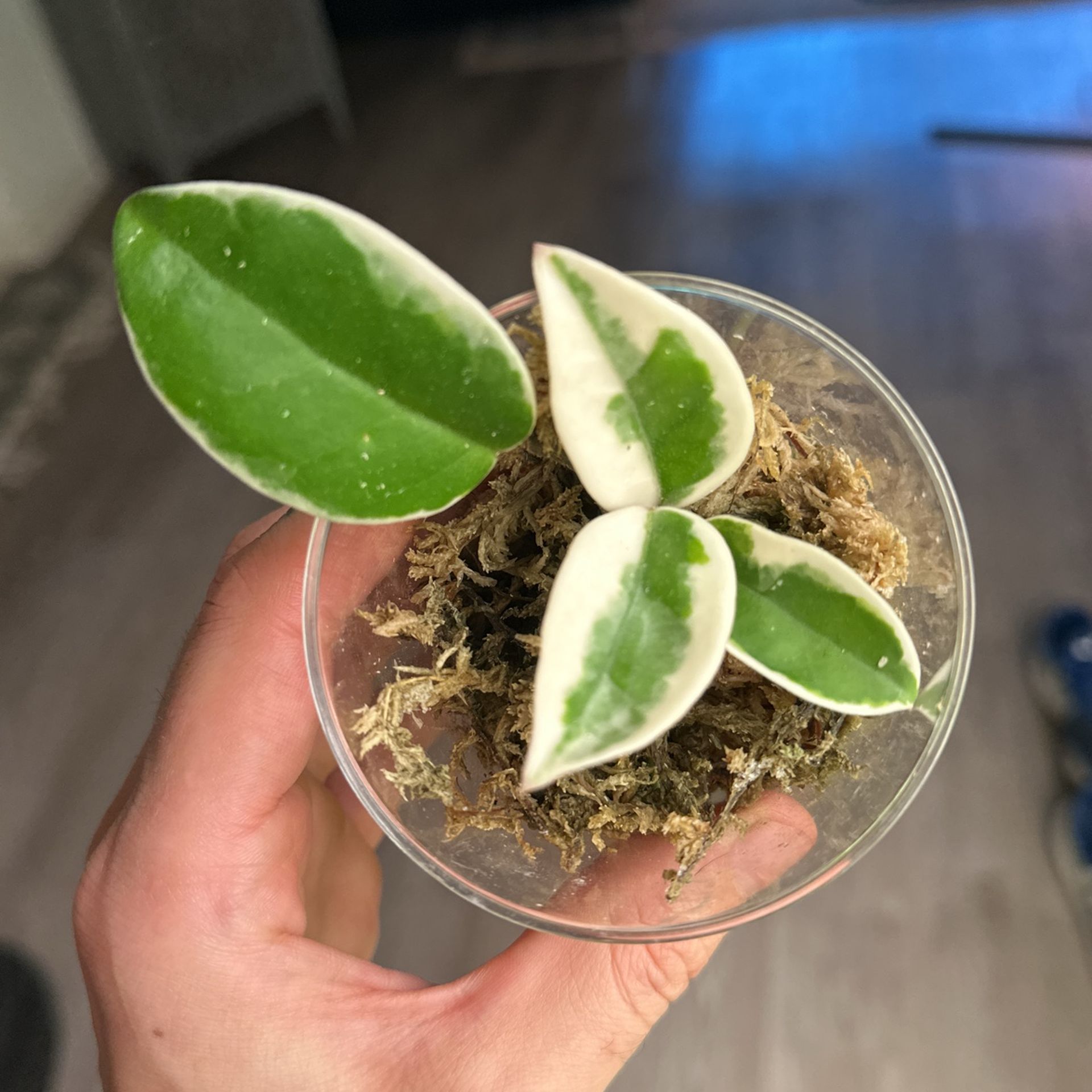 Hoya Carnosa