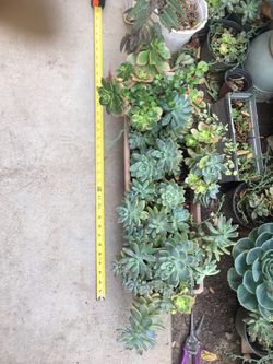 Assorted plants