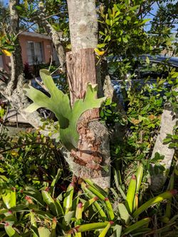 Beautiful Staghorn mount on fresh milled Cypress!