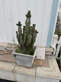 Cactus 🌵 for sale pots are broken 3 total