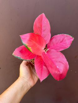 4” aglaonema pink pearl