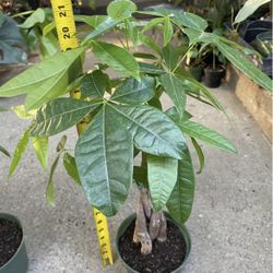 Today’s special: 6” Pot Braided Money Tree, Super Heathy Indoor Plant $23each; 95820