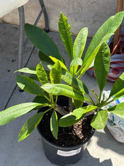 Plumeria Amarilla y blanco