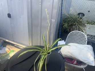 Spider Plants