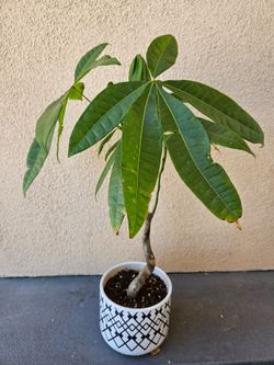 Money Tree in Ceramic