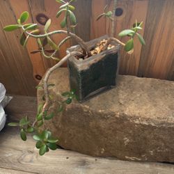 Jade in “Cracked Glass” Look Planter