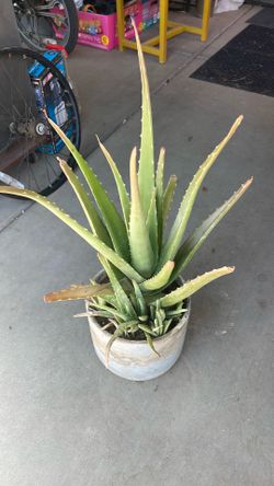 Small aloe Vera plant