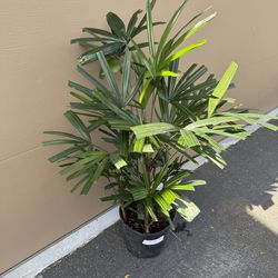 Rhaphis Palm $30